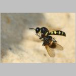 Crabro peltarius - Grabwespe w18d 11mm beim Nestanflug - Sandgrube Niedringhaussee.jpg